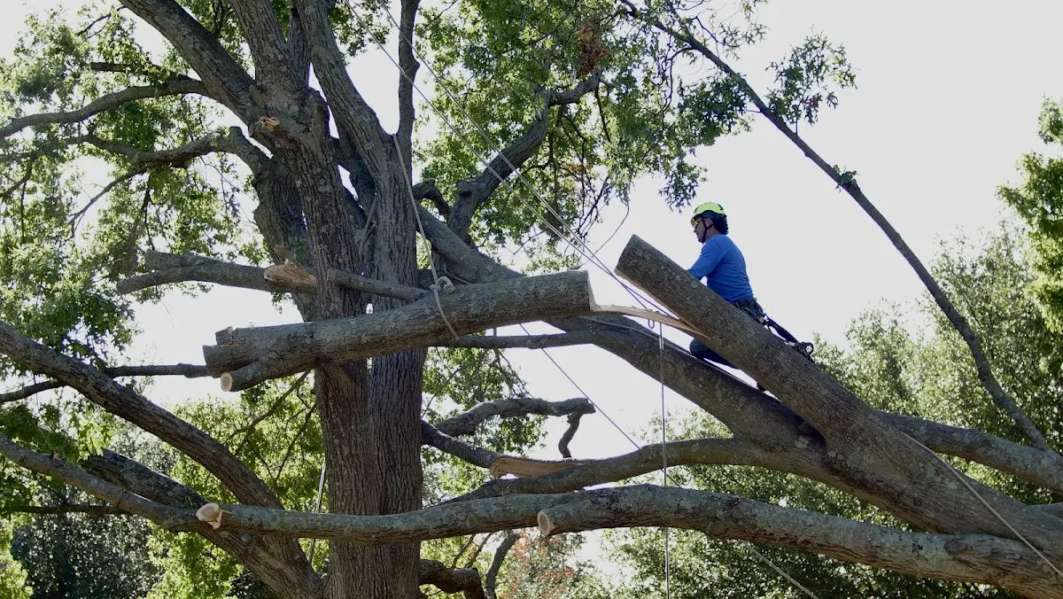 Professional Hazardous Tree Removal performed by certified arborists in Mc Graw