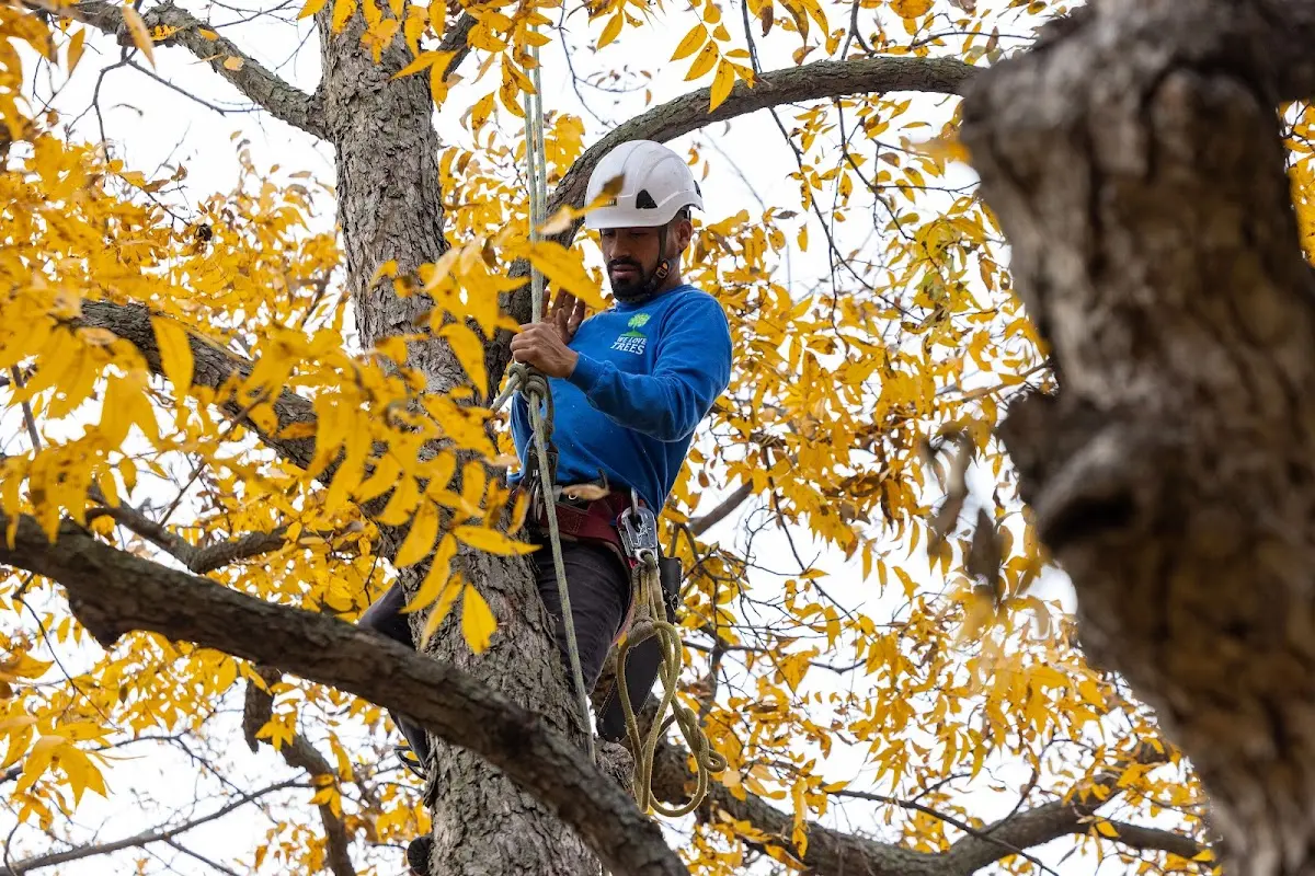 Skilled Tree Transplanting crew working in Mc Graw